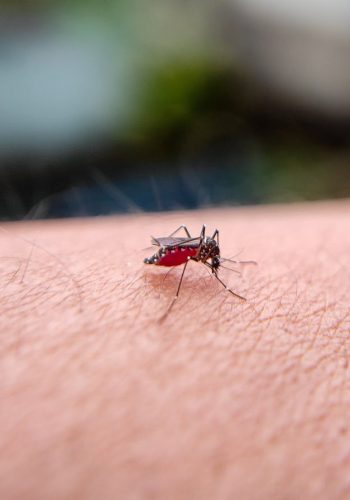 malaria3